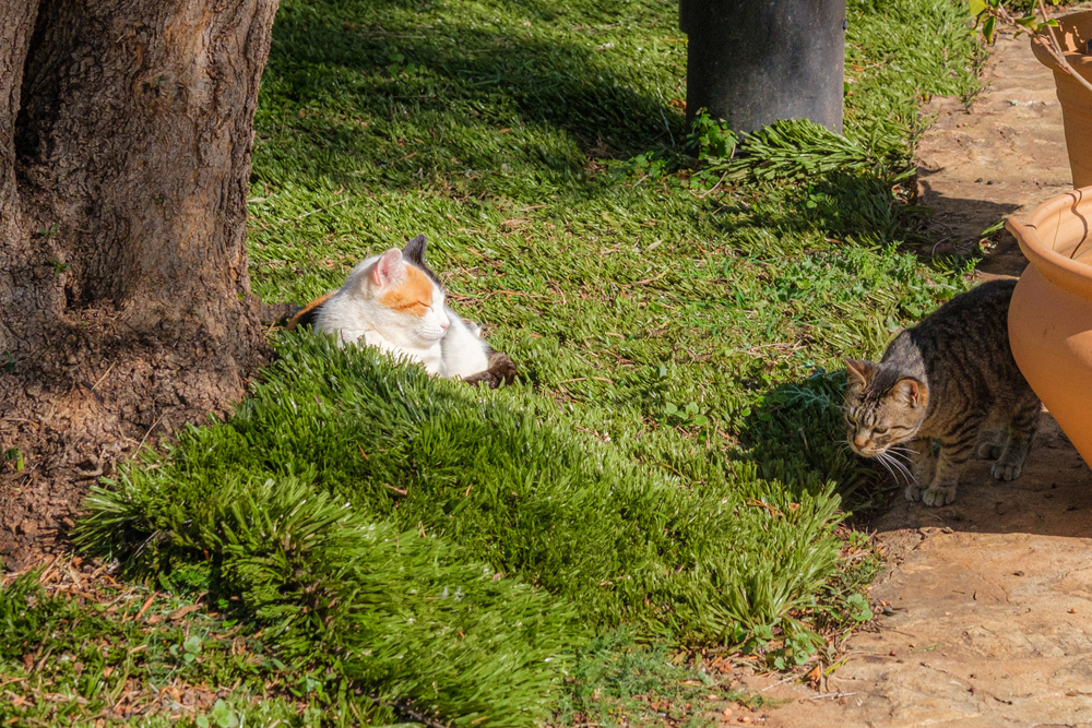 7 Entspannung pur bei Vida Libre