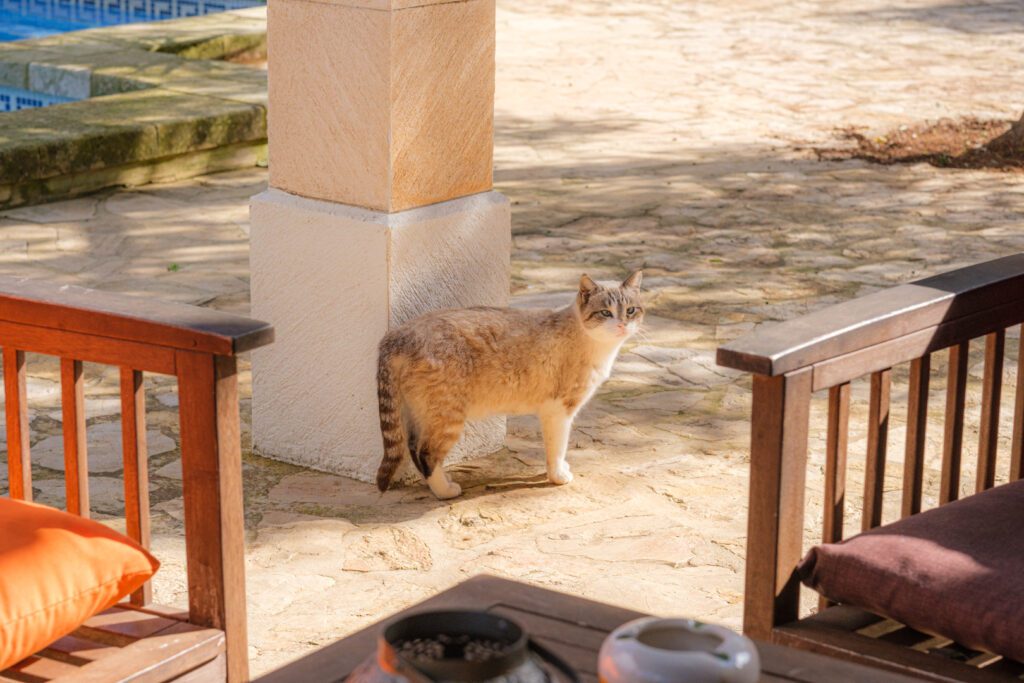 Katzen gehören zu den treuesten Begleitern bei Vida Libre Mallorca