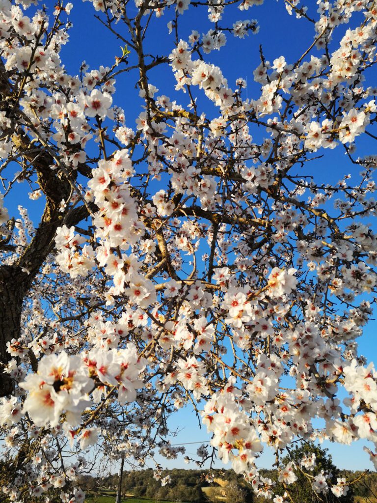 Frühling auf Mallorca