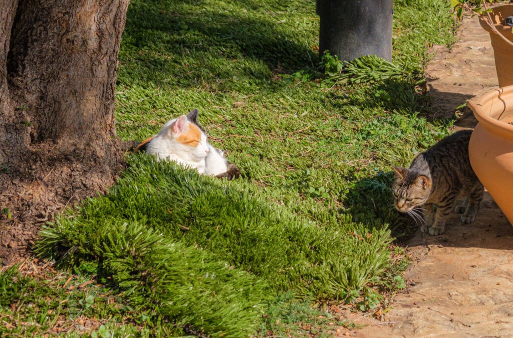 Katzen strahlen Ruhe aus und unterstützen so die Alkoholtherapie